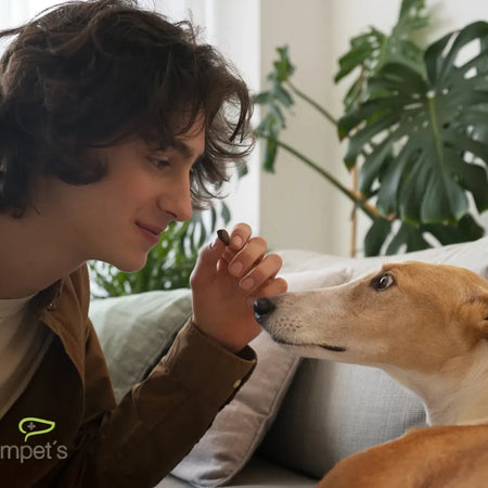 Cómo calmar a un perro nervioso en casa, guía completa y efectiva