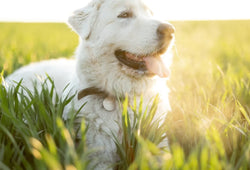 Rutina calmante para perros nerviosos: ejercicios y productos naturales