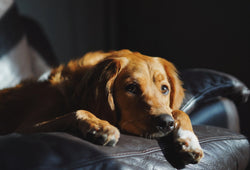 Adquiere productos con CBD y evita la ansiedad por separación en perros