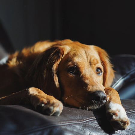 Adquiere productos con CBD y evita la ansiedad por separación en perros