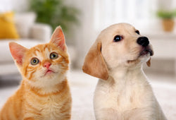 Descubre qué opción elegir: CBD vs. suplementos tradicionales ¿qué es mejor para tu mascota?