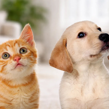 Descubre qué opción elegir: CBD vs. suplementos tradicionales ¿qué es mejor para tu mascota?