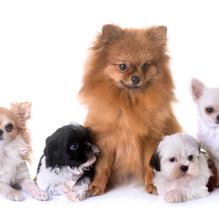 Perros pequeños: características, comportamiento y alimentación ideal