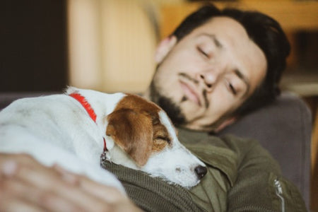 Aceite relajante; los mejores remedios para mantener a tu mascota tranquila