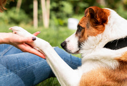 CBD para artritis en perros, beneficios, dolor e inflamación