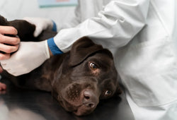 CBD para convulsiones en perros beneficios