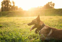 CBD para las mañanas: productos para iniciar mejor la rutina de tu mascota