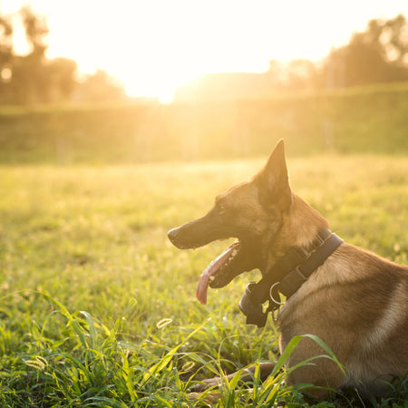 CBD para las mañanas: productos para iniciar mejor la rutina de tu mascota