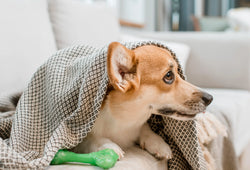 Cómo saber si mi perro tiene dolor y qué hacer para cuidar su bienestar
