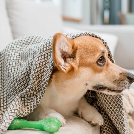 Cómo saber si mi perro tiene dolor y qué hacer para cuidar su bienestar