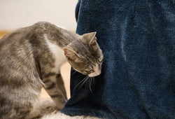 Señales de que tu gato tiene dolor y no te lo dice | cómo detectarlo a tiempo