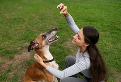 Enriquecimiento ambiental para perros: juegos y actividades para mejorar su bienestar