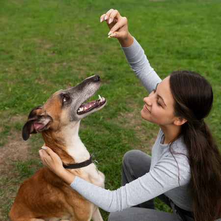 Enriquecimiento ambiental para perros: juegos y actividades para mejorar su bienestar