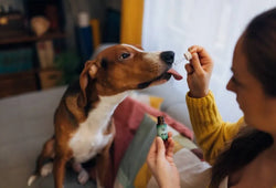 Mejor aceite CBD para animales 2026