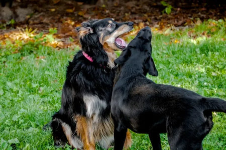 Razas de perros grandes